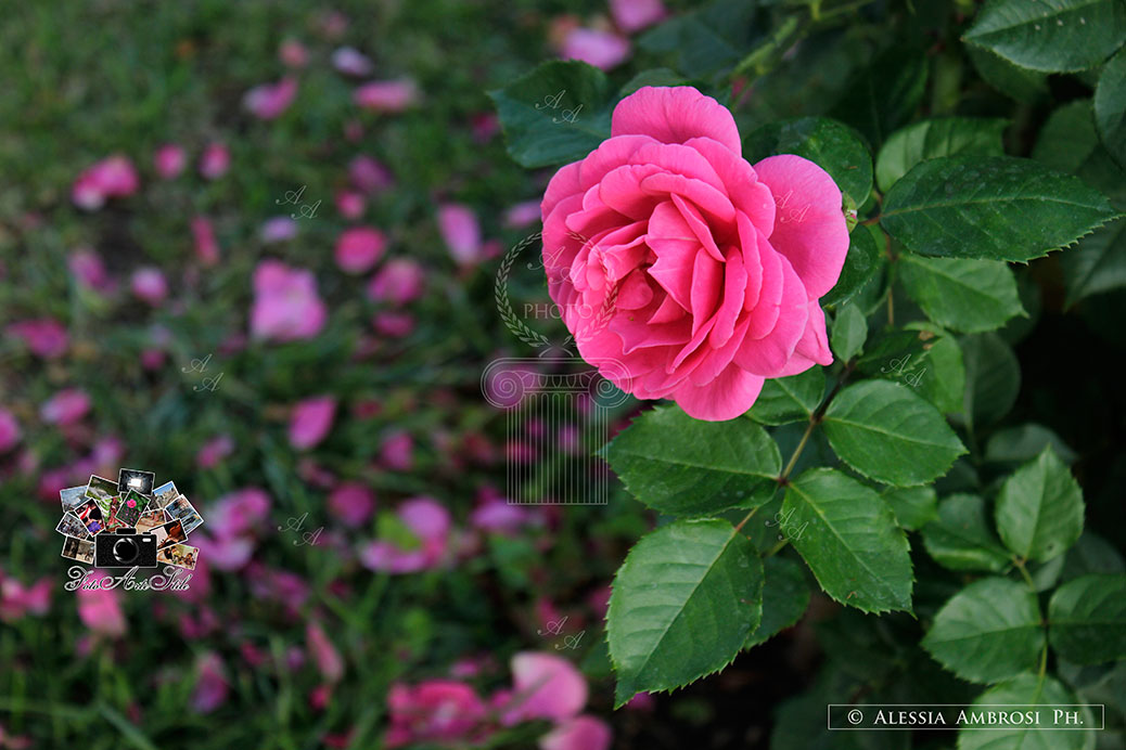 rose-fiori-incanto-natura-fotoartestile-alessia-ambrosi-ph
